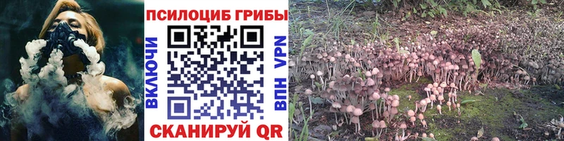 купить наркотики цена  Тамбов  blacksprut зеркало  Псилоцибиновые грибы Cubensis 